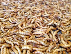 Eww! Yay! Investors back Beta Hatch’s effort to grow mealworms for animal feed