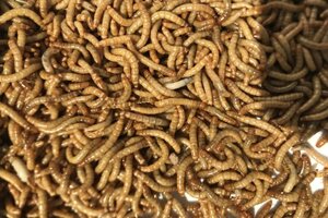 Yellow Mealworm Could be on the Menu