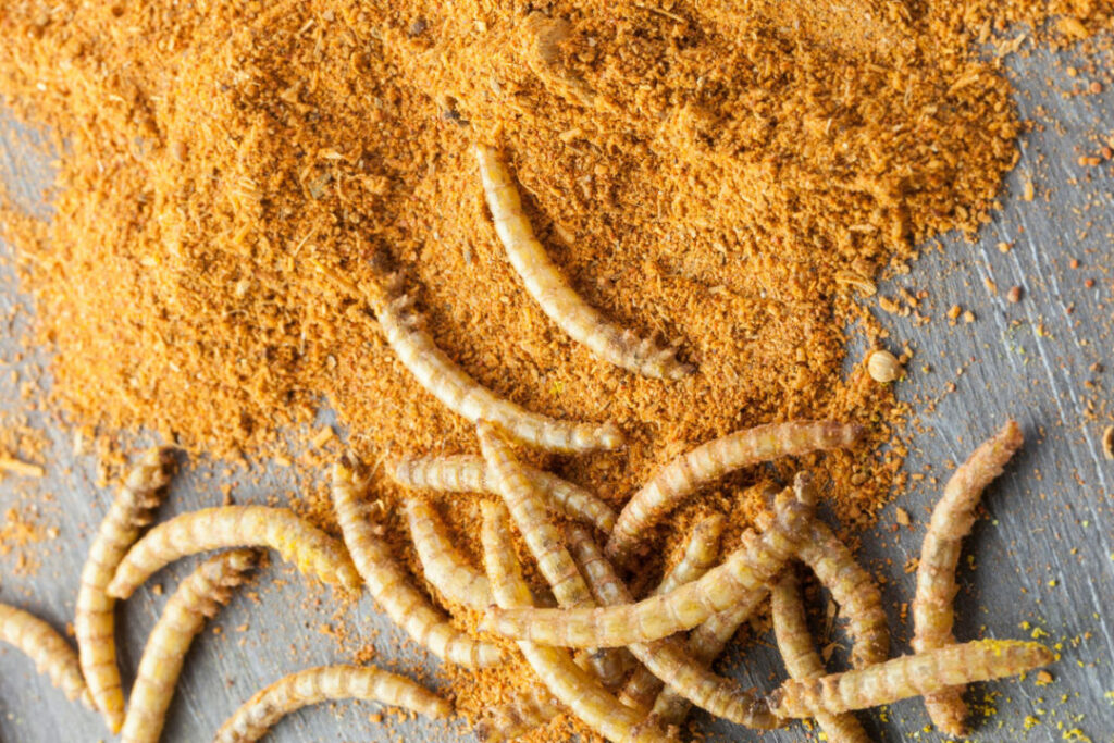 Beta Hatch opens North America’s ‘largest regenerative mealworm hatchery’
