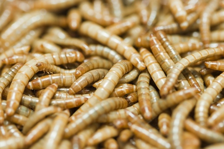US mealworm producer prioritizing sustainable energy and zero-waste practices at its new facility